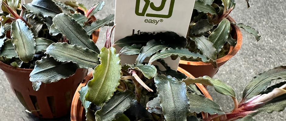 Bucephalandra Kedagang Potted Plant