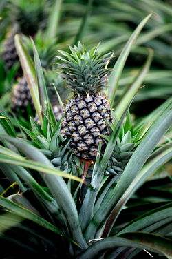 Photos-Dominique-Milherou-a-borneo-malaisie-19