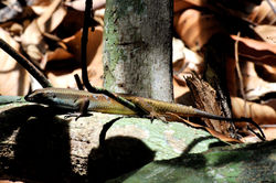 Photos-Dominique-Milherou-a-borneo-malaisie-8