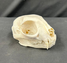 Bobcat Skull Head that was cleaned by dermestid beetles