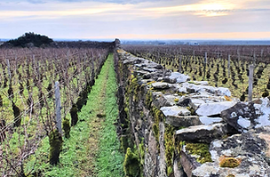 Uva Web Pix 3 307x254 (1).png