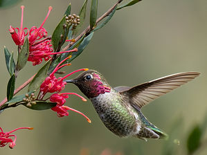Anna's Hummingbird at UC Botanical Garden, Berkeley.jpg