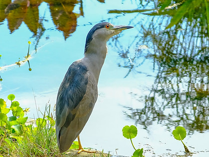 black-crowned night heron, official bird of oakland, at lake merritt.jpg