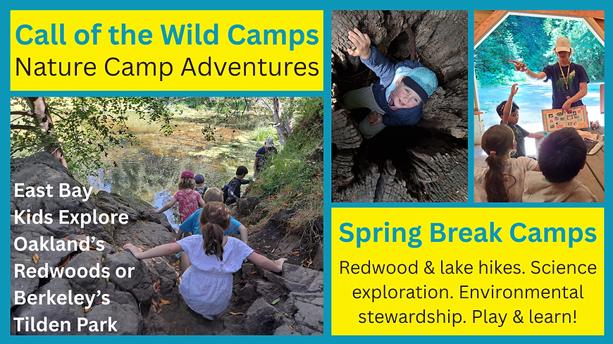 Spring Break Tilden Park and Reinhardt Redwood 2026 Call of the Wild Camps Inspire Behavio