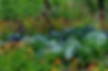 Principles_of_Permaculture_Gardening-min (1).jpeg