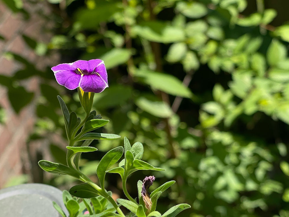 purple flower