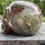 Miniatyrbilde: Dragon Bloodstone Skull 