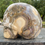 Thumbnail: Cobra Jasper Skull 