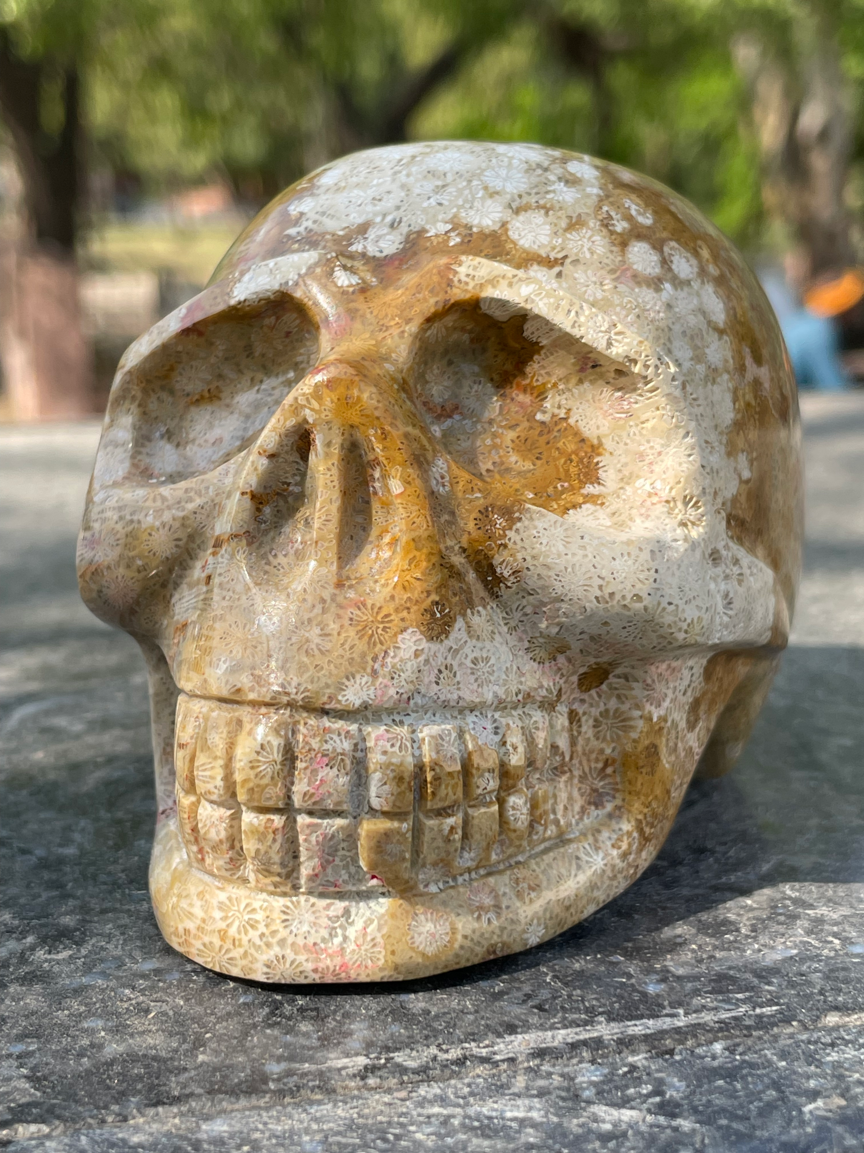 Fossilised Coral Skull