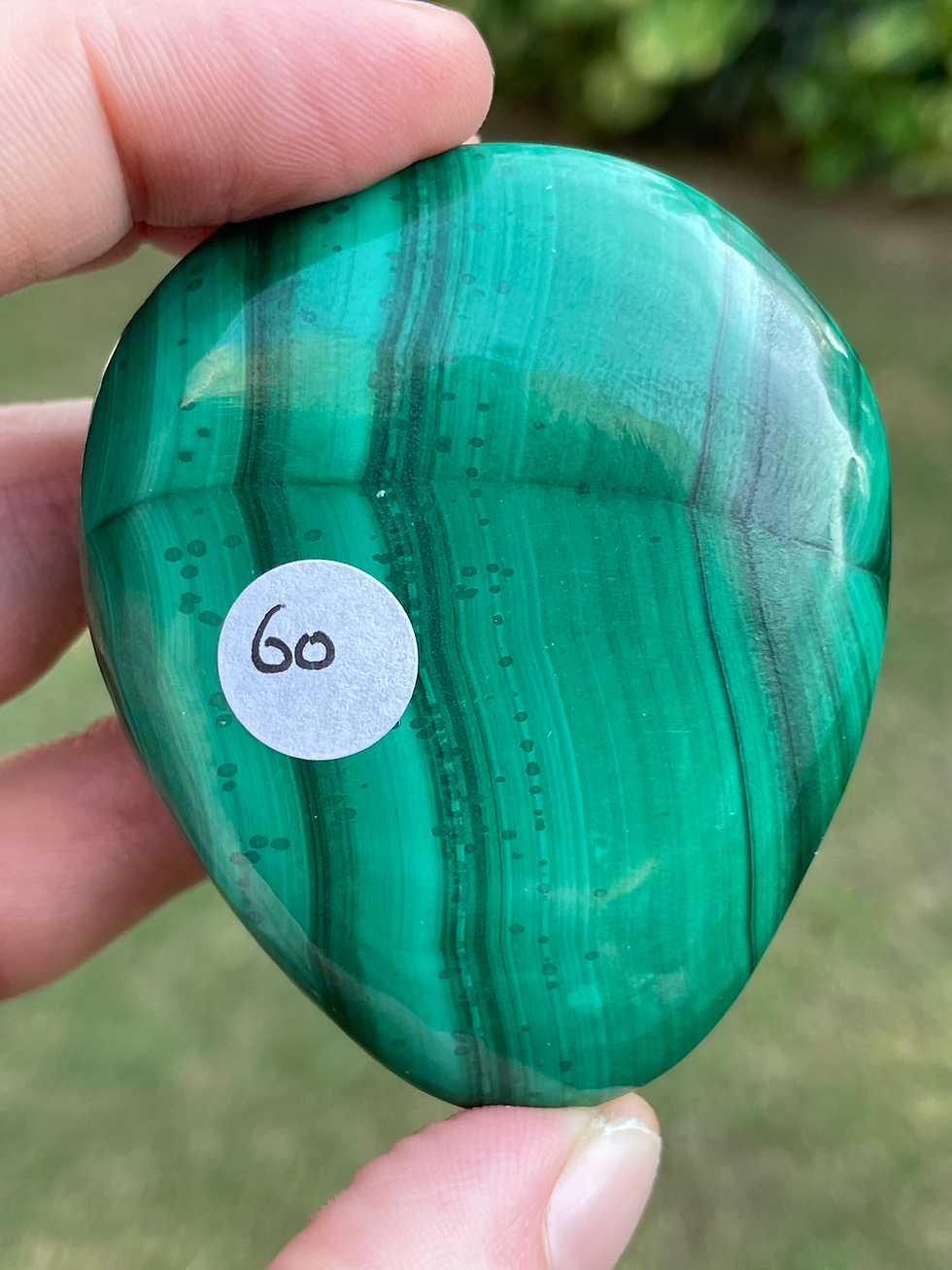 Thumbnail: Malachite Starbeing Palm 