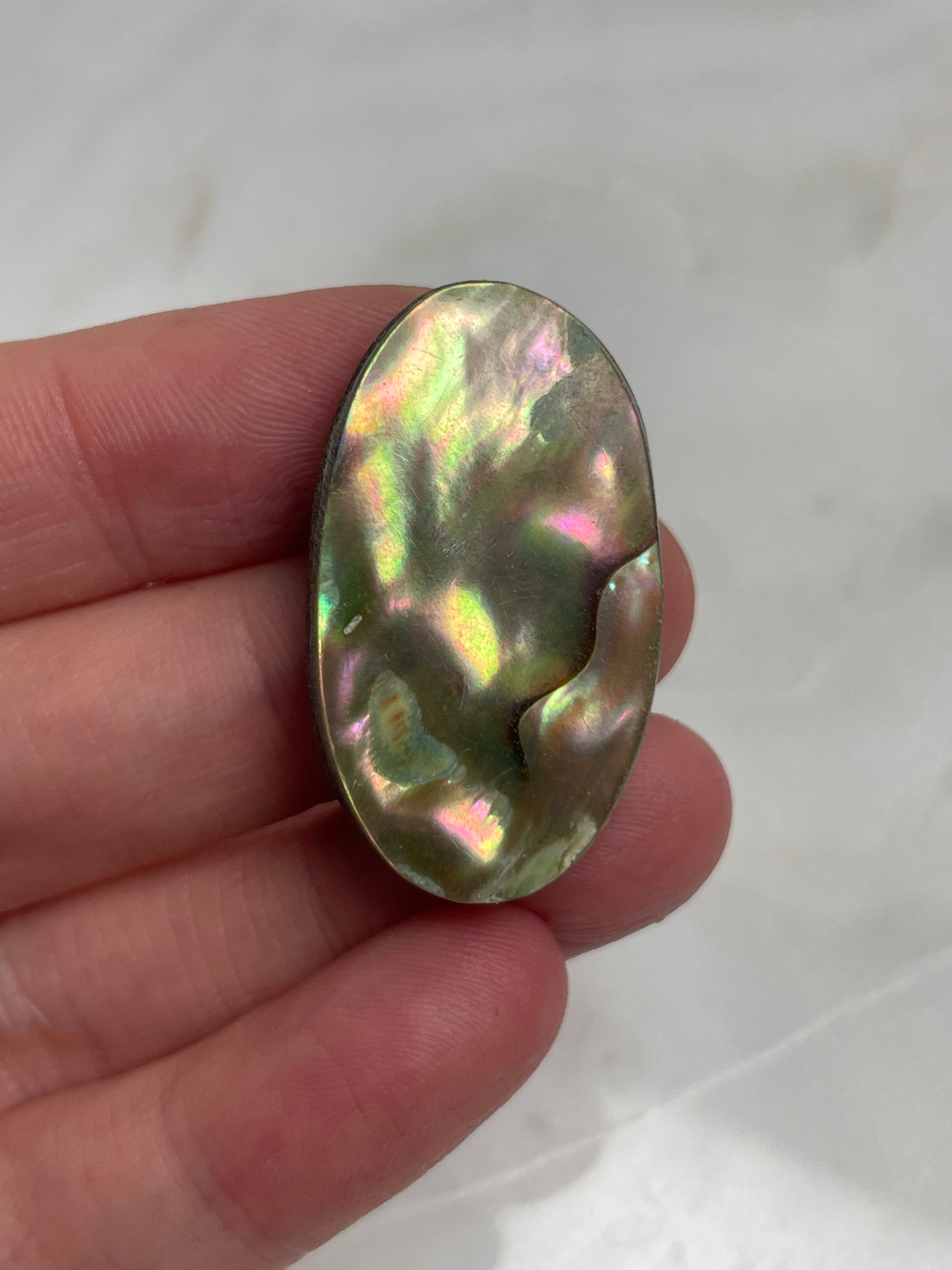 Abalone Shell 