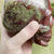 Thumbnail: Dragon Bloodstone Skull 