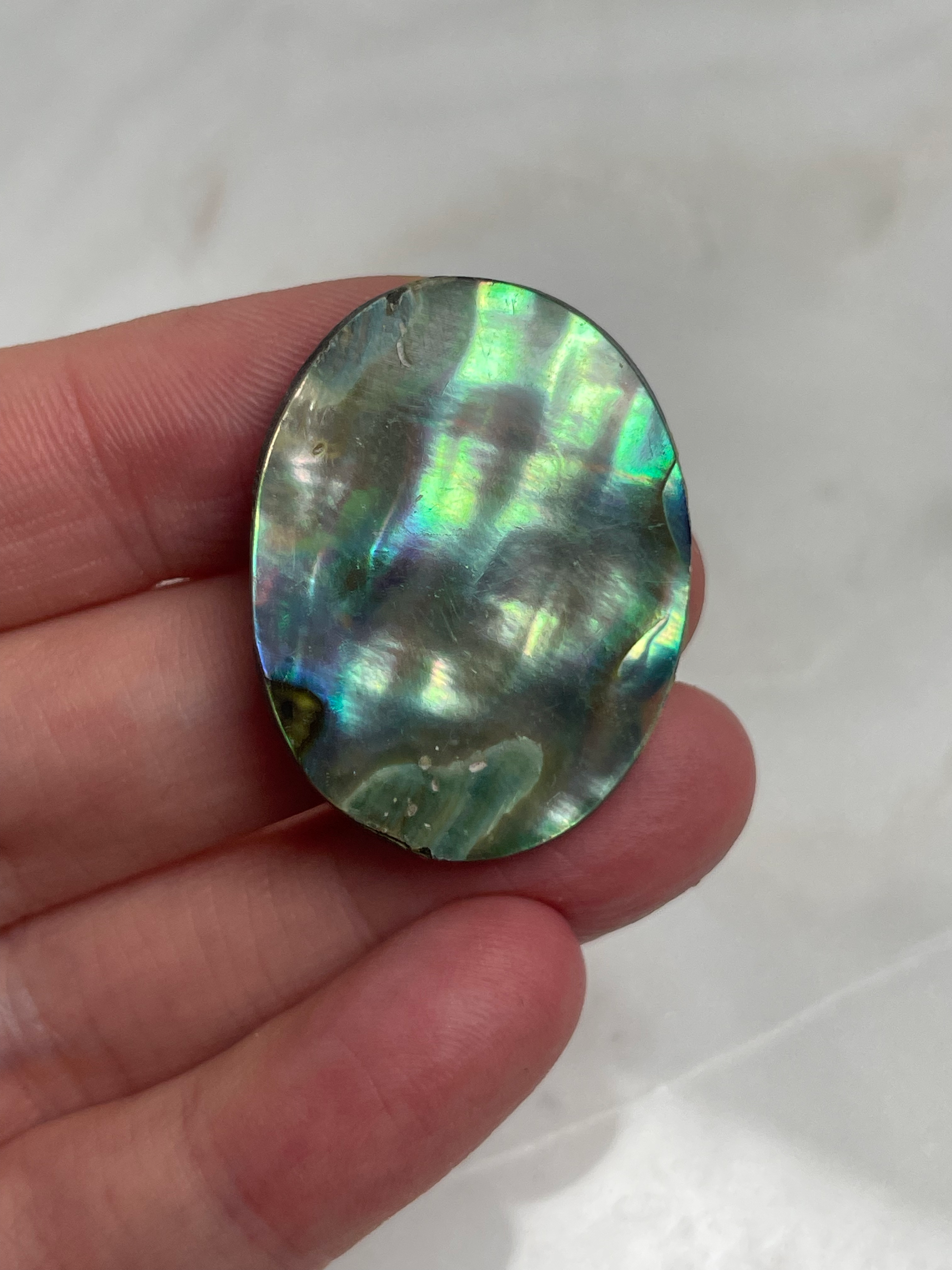 Abalone Shell 