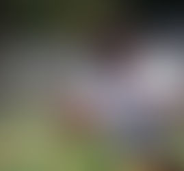 Lauderdale Lakes Vikings girls chart middle school championship flag football course