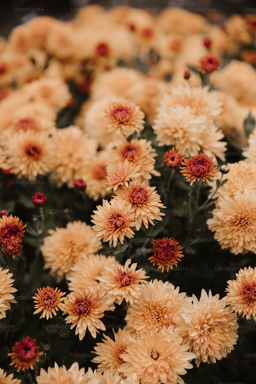 ＝　2026年2月のご新規様ご予約について　＝