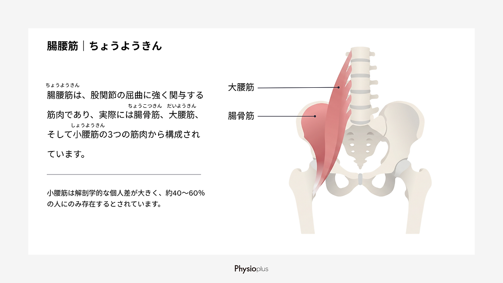腸腰筋に関する説明図。骨盤と大腿部のイラストに腸骨筋、大腰筋のラベル。左側に詳細なテキスト。背景は白。