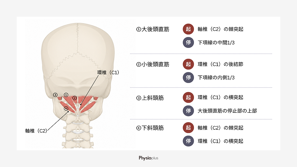 後頭部と頸椎の解剖図。大後頭直筋、小後頭直筋、上斜頭筋、下斜頭筋の起始・停止を示し、Physioplusの説明文付き