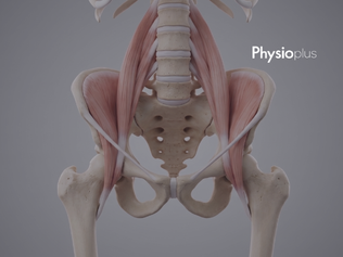 腸腰筋(大腰筋)の機能と役割とは?腰椎前弯・脊柱安定性との関係