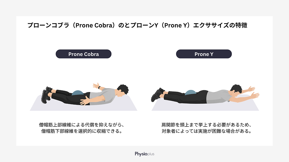 プローンコブラとプローンYの比較図。うつ伏せで腕を伸ばす男性2人のイラスト、各図に英字ラベルと説明文、下部にPhysioplusロゴ。
