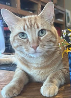 Feline Security
