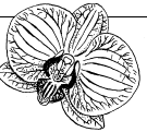 phalaenopsis.gif