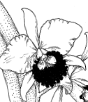 cattleya.gif
