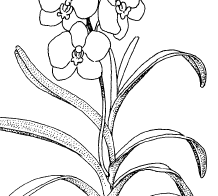 vanda.gif