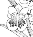 miltonia.gif
