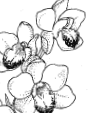 cymbidium.gif