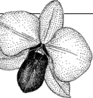 dendrobium.gif