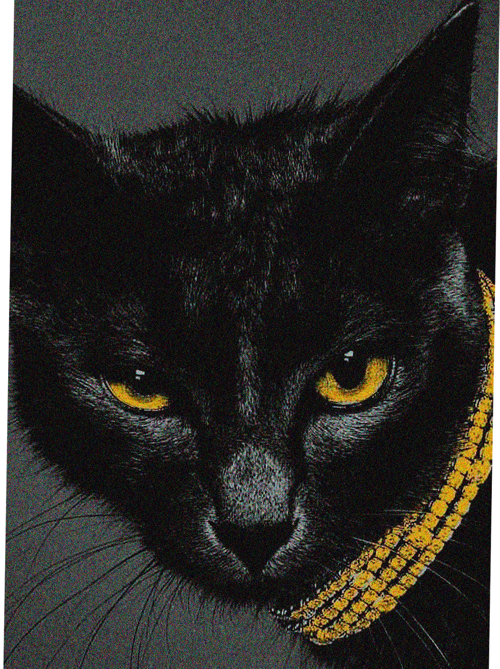 Julho Dourado: campanha de conscientização sobre a vacinação animal para prevenir doenças graves e zoonoses