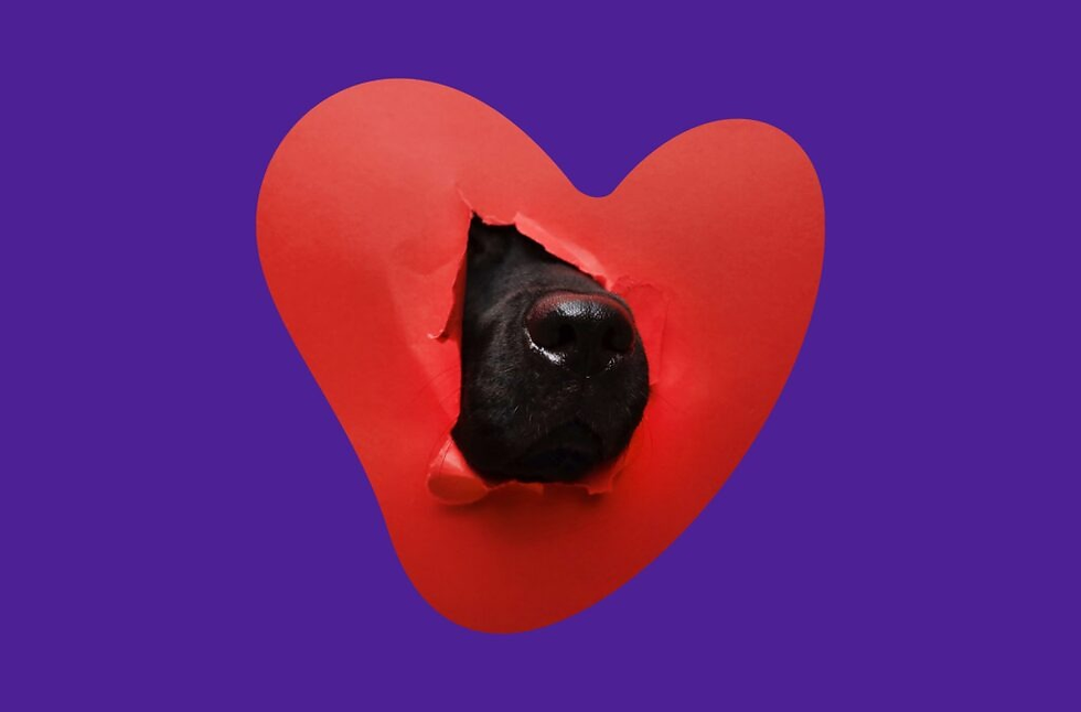 A Petlove amplia seu ecossistema com farmácia de manipulação veterinária e conquista certificação B Corp, fortalecendo sua marca no mercado pet brasileiro.