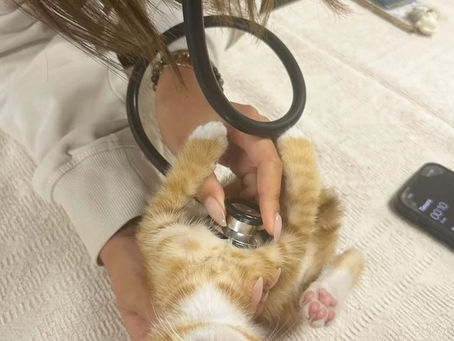 Marketing Veterinário no Instagram: como trazer pessoas reais de volta em 2026 💜