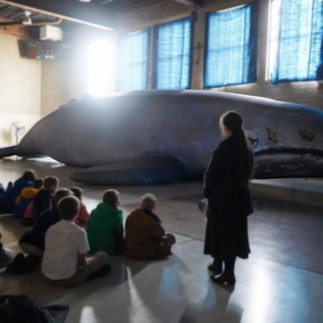 Students in LaCrosse watch Clara the whale inflate