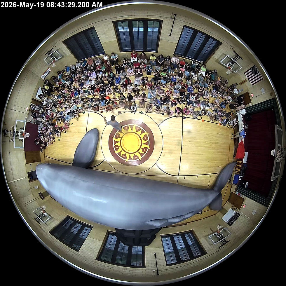 Clara the whale is on one half of the gym. The kids are on the other. I'm in the middle, about to show them something incredible.