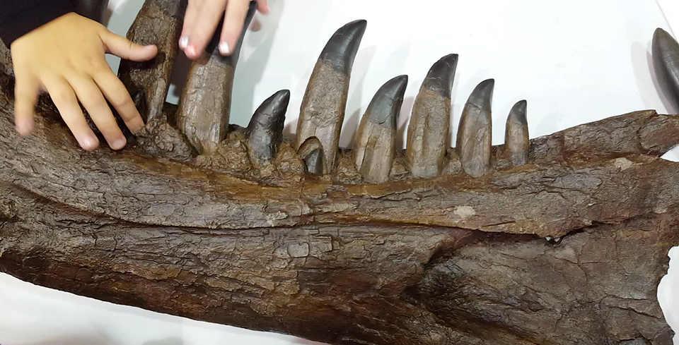 A Tyrannosaurus rex jaw is part of the hands-on fun during Forest Whales programs