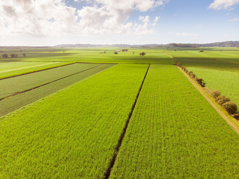 Plantação-Cana-de-Açúcar.jpg