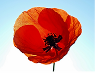 Coquelicot_photo.png