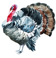 Watercolor Turkey Illustration