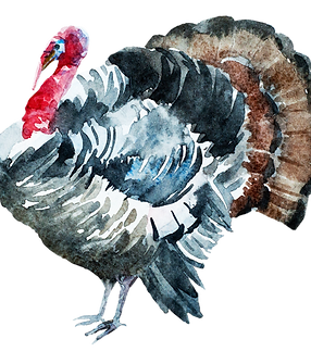 Watercolor Turkey 2