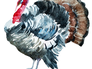 The Salmonella Turkey Outbreak