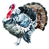 Watercolor Turkey 2