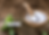 Maltodextrin.png