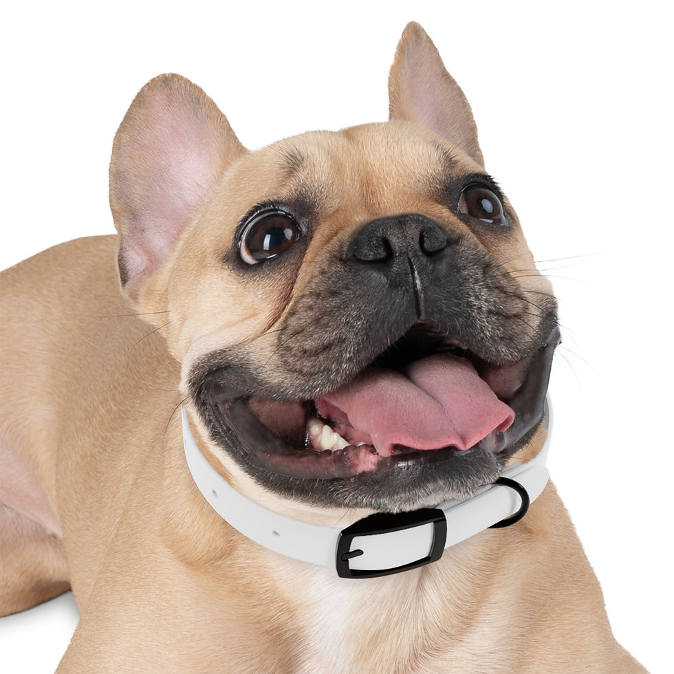 Thumbnail: Paws with Rhythm Dog Collar