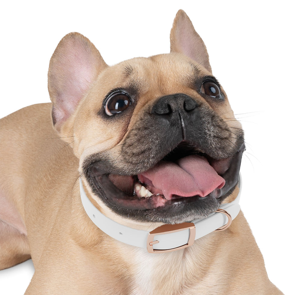 Thumbnail: Paws with Rhythm Dog Collar