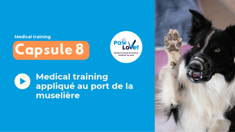 Dans ce 8ème épisode, on met en application les concepts vus lors des 7 premières capsules au travers d'un exercice concret et utile pour tous les chiens : l'entrainement au port de la muselière. Une application concrète de medical training en vidéo commentée. Il s'agit d'un entrainement indispensable à mettre en place chez tous les chiens, même ceux n'ayant jamais montré de signe d'agressivité, afin de ne jamais se retrouver dans une situation où l'on doit mettre une muselière en urgence...