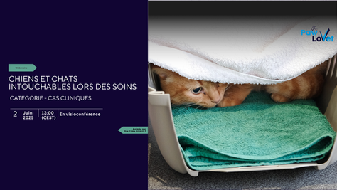 Chat caché sous une serviette.