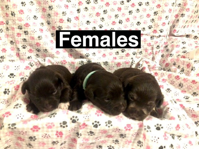 pupsfemales6-2023