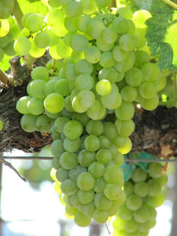 Treated Grenache Blanc