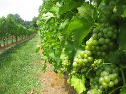 Seyval Blanc in Upstate NY 